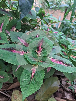 Beautiful leaves of a plant