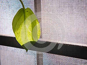 Beautiful leaves resist the morning sunlight by the old window.