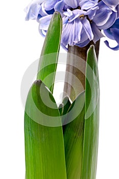 Beautiful leaves and stem hyacinth flower macro isolated