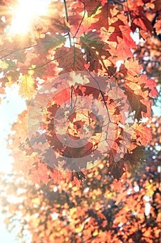 Beautiful leaves on tree lit by sun rays, autumn leaves background,