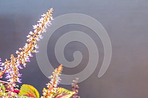 Beautiful leaves with white flowers of Coleus (Solenostemon scutellarioides) on dark background. Plectranthus, known as coleus, a