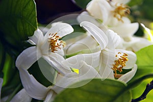 Beautiful lemon flowers on plants