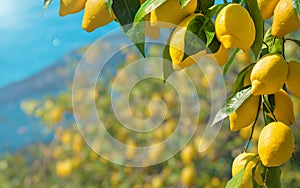 Beautiful lemon garden, bunches of fresh yellow ripe lemons with green leaves