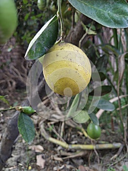 These are  beautiful lemons growing on lemon tree