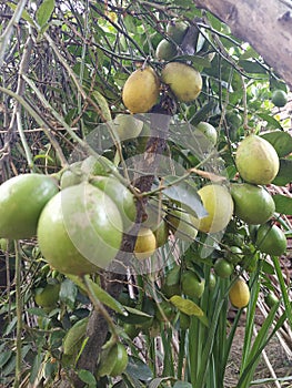 These are  beautiful lemons growing on lemon tree