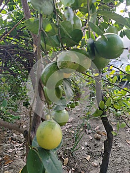 These are  beautiful lemons growing on lemon tree