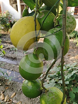 These are  beautiful lemons growing on lemon tree