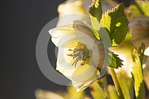 Beautiful Lenten rose in backlight
