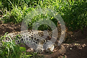 Beautiful Leopard in Botswana watching game