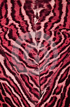 Beautiful leopard fur closeup background texture pattern