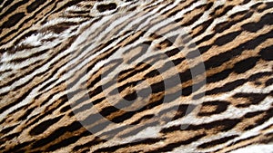 Beautiful leopard fur closeup background texture pattern