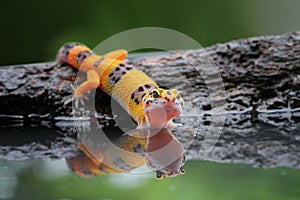 Beautiful Leopard gecko in reflection