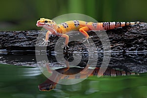 Beautiful Leopard gecko in reflection