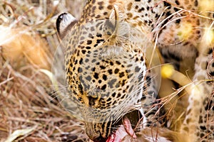 Beautiful leopard in its natural habitat on a sunny day