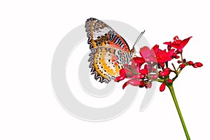 Beautiful Leopard Lace Butterfly (Cethosia cyane) is sucking nectar from red flower