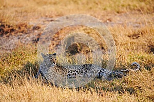 Beautiful leopard Panthera pardus