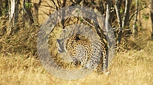 A beautiful leopard is resting in nature.