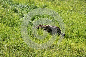 A beautiful Leopard slinks through the grass. In the spacious Jukani Wildlife Sanctuary, South Africa.