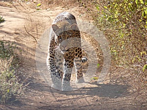 Beautiful leopard walking along a dirt path in its natural habitat.