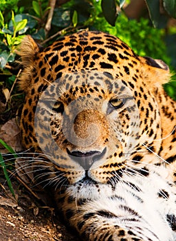 Beautiful leopardess