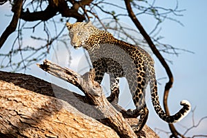 A beautiful lepard on the tree is watching