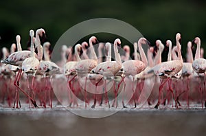 Beautiful Lesser Flamingos, an eye level shot, Bogoria lake