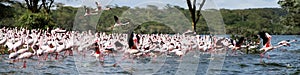 Beautiful Lesser Flamingos in Lake Naivasha