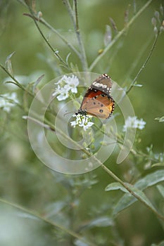 Beautiful Lesser Wanderer Danaus petilia butterfly, orange wiith a black pattern