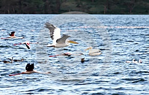 Beautiful lesser white Pelicans in flight