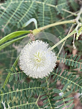 Beautiful leucaena glauca flower in nature garden