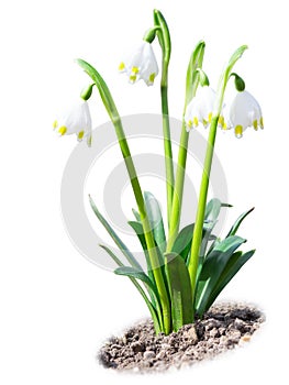 Beautiful leucojum snowdrops spring flowers isolated on soil