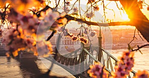 Beautiful Liberty Bridge at sunrise with cherry blossom in Budapest, Hungary. Spring has arrived to Budapest