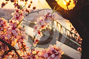 Beautiful Liberty Bridge at sunrise with cherry blossom in Budapest, Hungary. Spring has arrived to Budapest