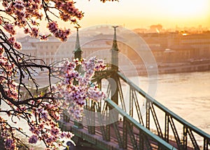 Beautiful Liberty Bridge at sunrise with cherry blossom in Budapest, Hungary. Spring has arrived to Budapest