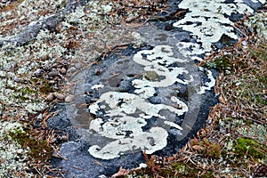 Beautiful lichen on a granite stone. Karelia, Russia