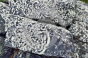 Beautiful lichen on a granite stone. Karelia, Russia