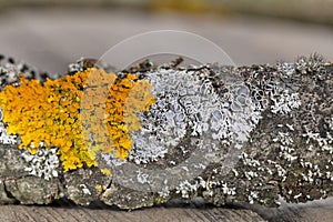 Beautiful lichens Xanthoria parietina and Physcia aipolia