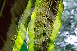 Beautiful light background and fern spore