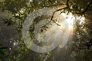 Beautiful light beam in the rainforest