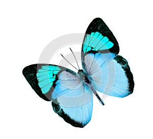 Beautiful Light Blue Butterfly flying isolated on white background