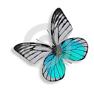 beautiful light blue butterfly isolated on white background