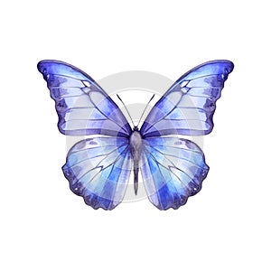Beautiful light blue butterfly isolated on white background.