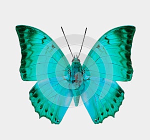 Beautiful Light Blue Butterfly isolated on white background