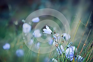 A beautiful light blue Harebell flower Campanula rotundifolia in focus but with a soft out of focus background photo