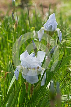 Beautiful light blue iris flower