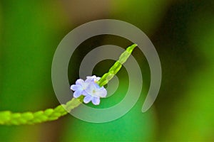 Beautiful light-blue snakeweed flowers blooming in Sarapiqui Rainforest, Costa Rica