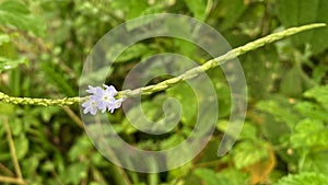 Beautiful light-blue snakeweed flowers in Sarapiqui Rainforest, Costa Rica