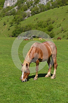 Beautiful light brown horse eating on green grass field against