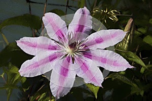 Light and Dark Pink Clematis Nelly Moser Blossom