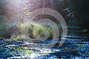 Beautiful light from early summer sun lights up foliage along creek